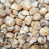1 kg tiger moon shells for beach events and craft projects